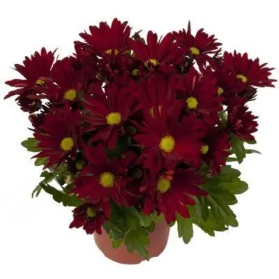 Хризантема кустовая Маргарита Ред 13/30 фото в интернет-магазине Флоранж