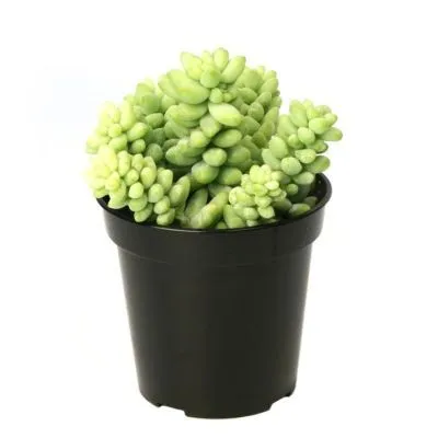 Седум Буррито 05/10 фото в интернет-магазине Флоранж