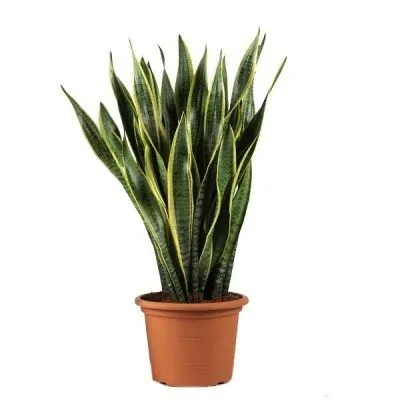 Сансевиерия Зеланика 12/45 фото в интернет-магазине Флоранж