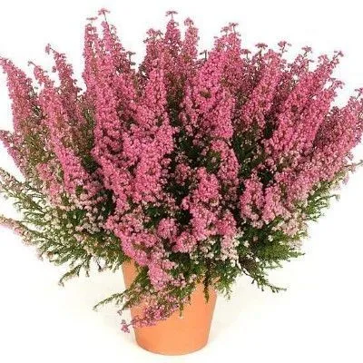 Эрика Грасилис Ред 11/20 фото в интернет-магазине Флоранж