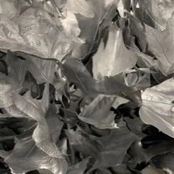 лист Кверкус Краш Сильвер фото в интернет-магазине Флоранж