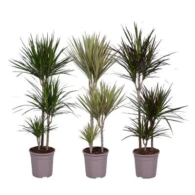 Драцена Марджината Микс 24/120 3ств. фото в интернет-магазине Флоранж