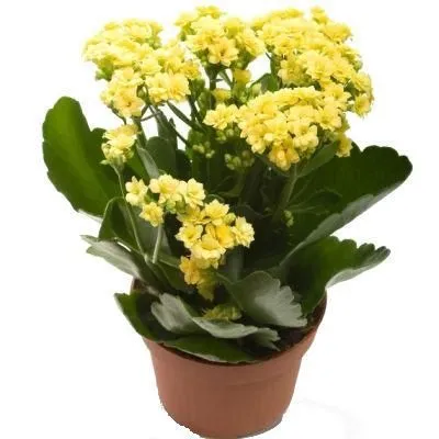 Каланхое Йеллоу 12/25  фото в интернет-магазине Флоранж