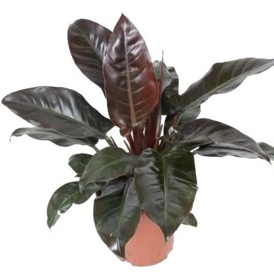 Филодендрон Биркин 17/40