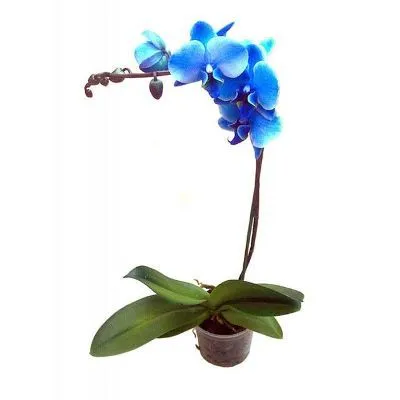 Фаленопсис Блу 12/60 фото в интернет-магазине Флоранж
