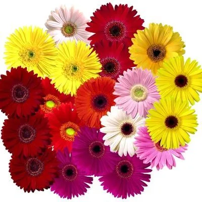 Гербера Аква Микс; Россия фото в интернет-магазине Флоранж