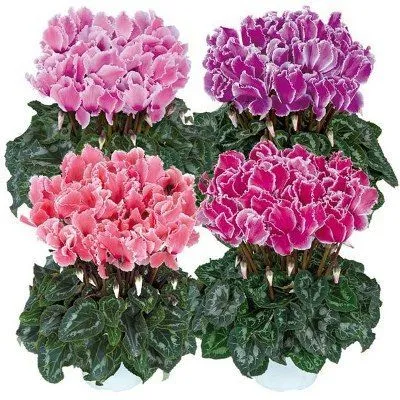 Цикламен Махровый 13/30 фото в интернет-магазине Флоранж