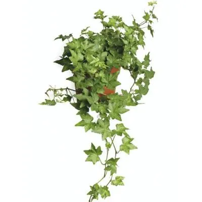 Хедера Грин 12/100 фото в интернет-магазине Флоранж