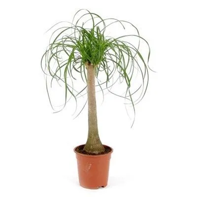 Нолина Бьюкарнея на Штамбе 21/70 фото в интернет-магазине Флоранж