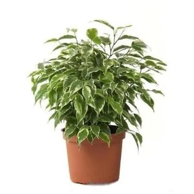 Фикус Кинки 17/30 фото в интернет-магазине Флоранж