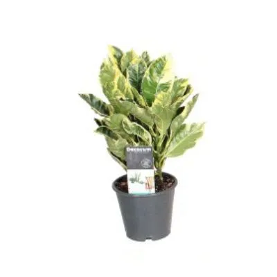 Кодиум Эбурнеум 12/40 фото в интернет-магазине Флоранж