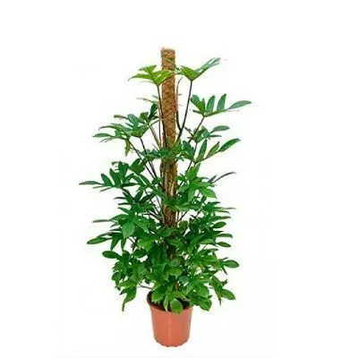 Филодендрон Педатум 21/100 фото в интернет-магазине Флоранж