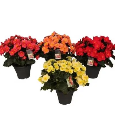 Бегония Билав Микс 14/30 фото в интернет-магазине Флоранж