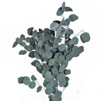 эвкалипт Популус Экстра фото в интернет-магазине Флоранж