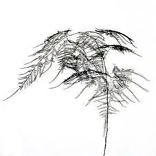 аспарагус Сетас фото в интернет-магазине Флоранж