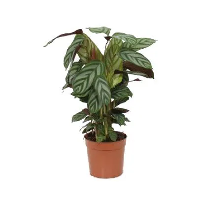 Ктенанта Компактстар 12/30 фото в интернет-магазине Флоранж