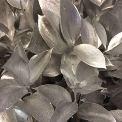 рускус крашенный Серебро фото в интернет-магазине Флоранж