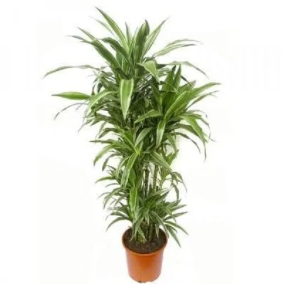 Драцена Варнески 17/65 2 ств.