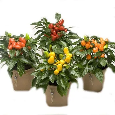 Капсикум Сальса 10/25 фото в интернет-магазине Флоранж