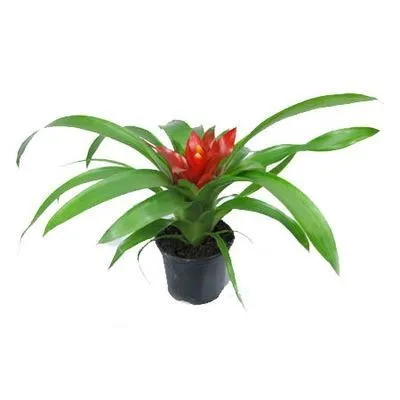 Гузмания Темпо 09/25 фото в интернет-магазине Флоранж