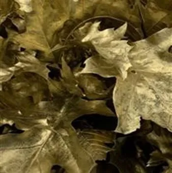 лист Кверкус Краш Голд фото в интернет-магазине Флоранж