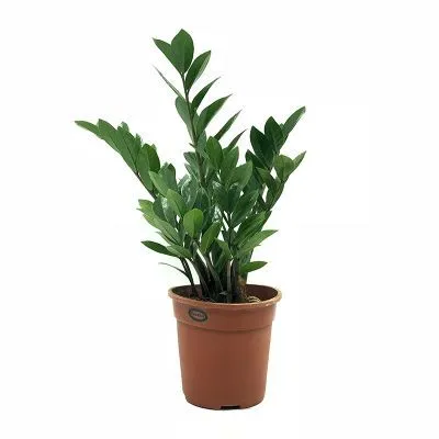 Замиокулкас Занзибар 17/55 фото в интернет-магазине Флоранж