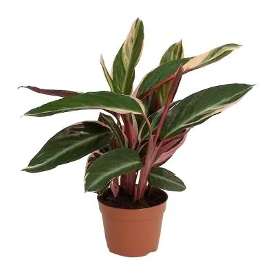 Строманта Триостар 17/30 фото в интернет-магазине Флоранж