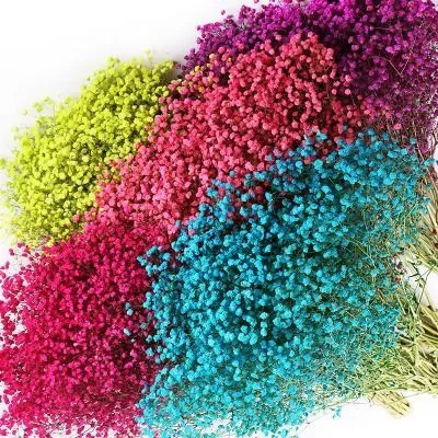 гипсофила Аврора Крашеная; Эквадор фото в интернет-магазине Флоранж