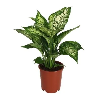 Диффенбахия Компакта 09/25 фото в интернет-магазине Флоранж