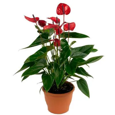 Антуриум андр. Карма Дарк Ред 17/60 фото в интернет-магазине Флоранж