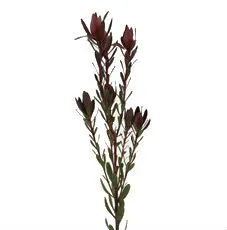 леукадендрон Сафари Сансет куст фото в интернет-магазине Флоранж