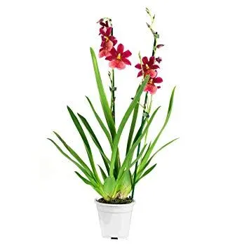 Камбрия Нелли Аслер 12/40 фото в интернет-магазине Флоранж