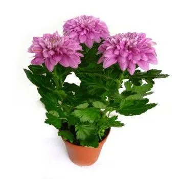 Хризантема Зембла Пурпл 13/35 фото в интернет-магазине Флоранж