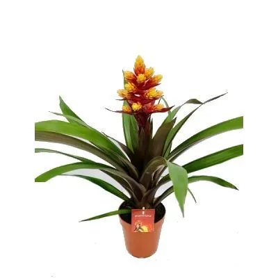 Гузмания Браш 13/50 фото в интернет-магазине Флоранж