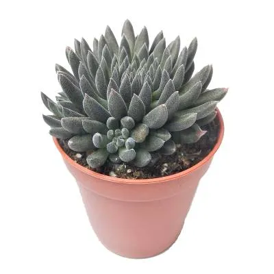 Синокрассула Юннаньская 05/10 фото в интернет-магазине Флоранж