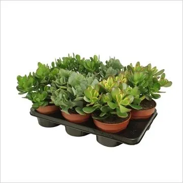 Крассула Будда 6/15