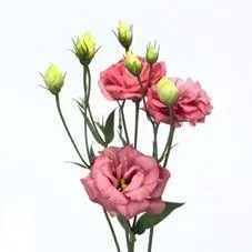 Эустома Пинк; Израиль фото в интернет-магазине Флоранж