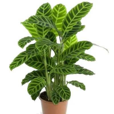 Калатея Леопардина 12/40