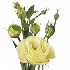 эустома  Розита Йеллоу фото в интернет-магазине Флоранж