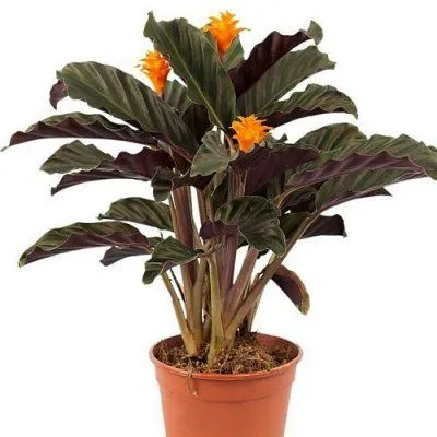 Калатея Кроката 14/40 фото в интернет-магазине Флоранж