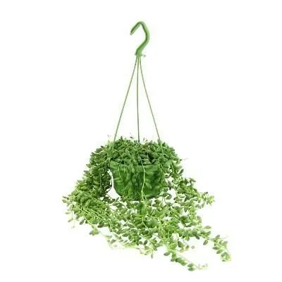 Сенецио Геррейна 12/20 фото в интернет-магазине Флоранж