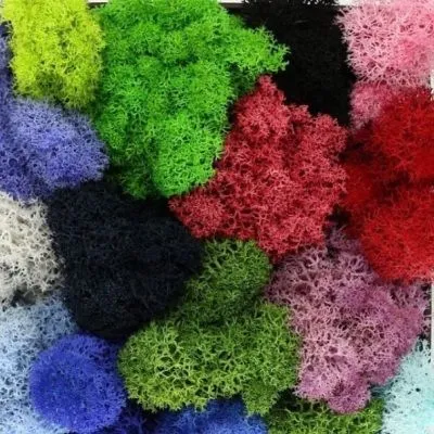 мох Стабилизированный Цветной фото в интернет-магазине Флоранж