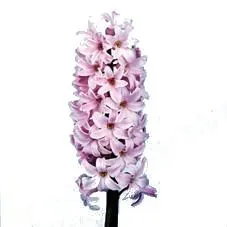 гиацинт Фондант фото в интернет-магазине Флоранж