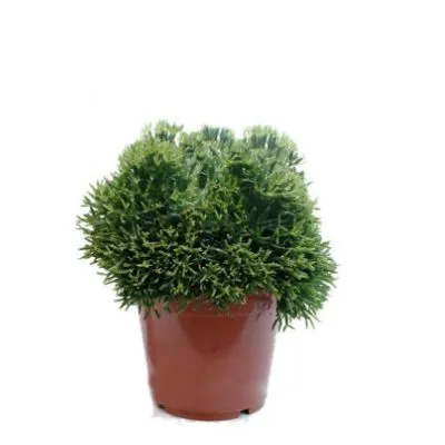 Хатиора 10/10 фото в интернет-магазине Флоранж