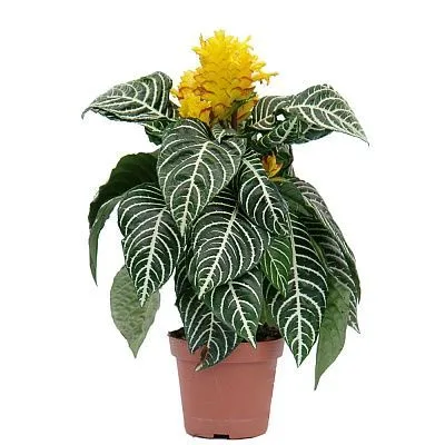 Афеляндра Сквароза Дания 13/30 фото в интернет-магазине Флоранж