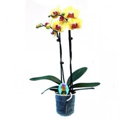 Фаленопсис микс 12/50 2 ств желтый
