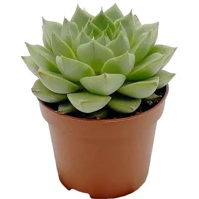 Эхеверия Миранда 08/10 фото в интернет-магазине Флоранж