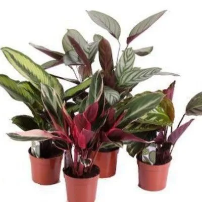 Аглонема Микс 12/30 фото в интернет-магазине Флоранж