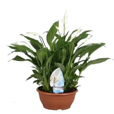Спатифиллюм Чопин 17/35 фото в интернет-магазине Флоранж