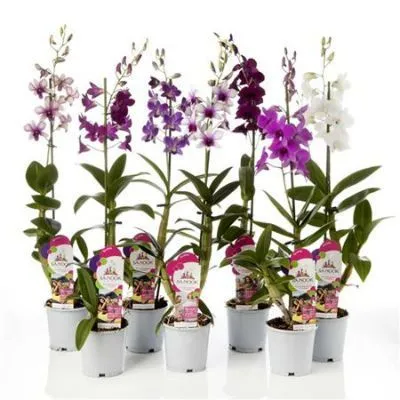 Дендробиум Са Нук Микс 11/60 фото в интернет-магазине Флоранж